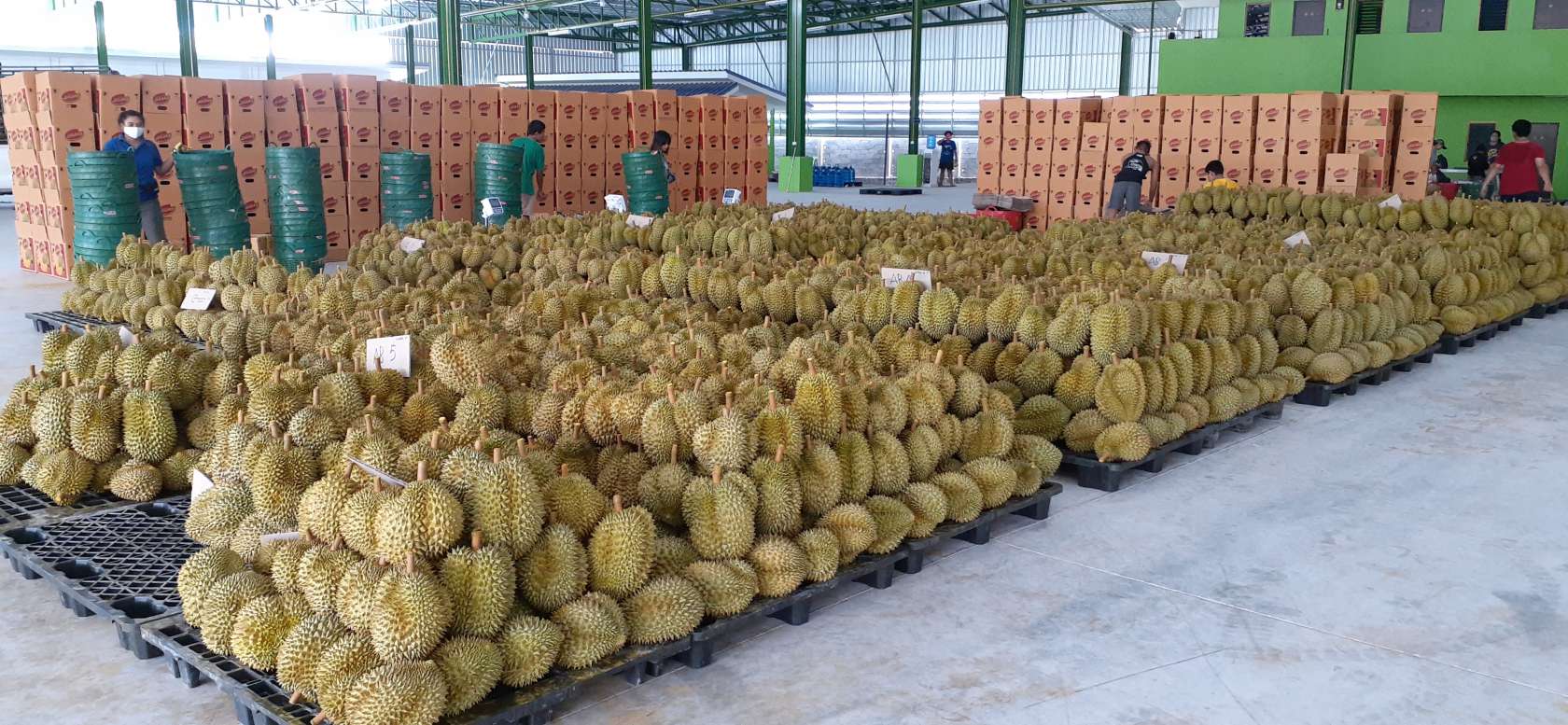 เข้าเยี่ยมชม ล้ง ผลไม้ จังหวัดจันทบุรี